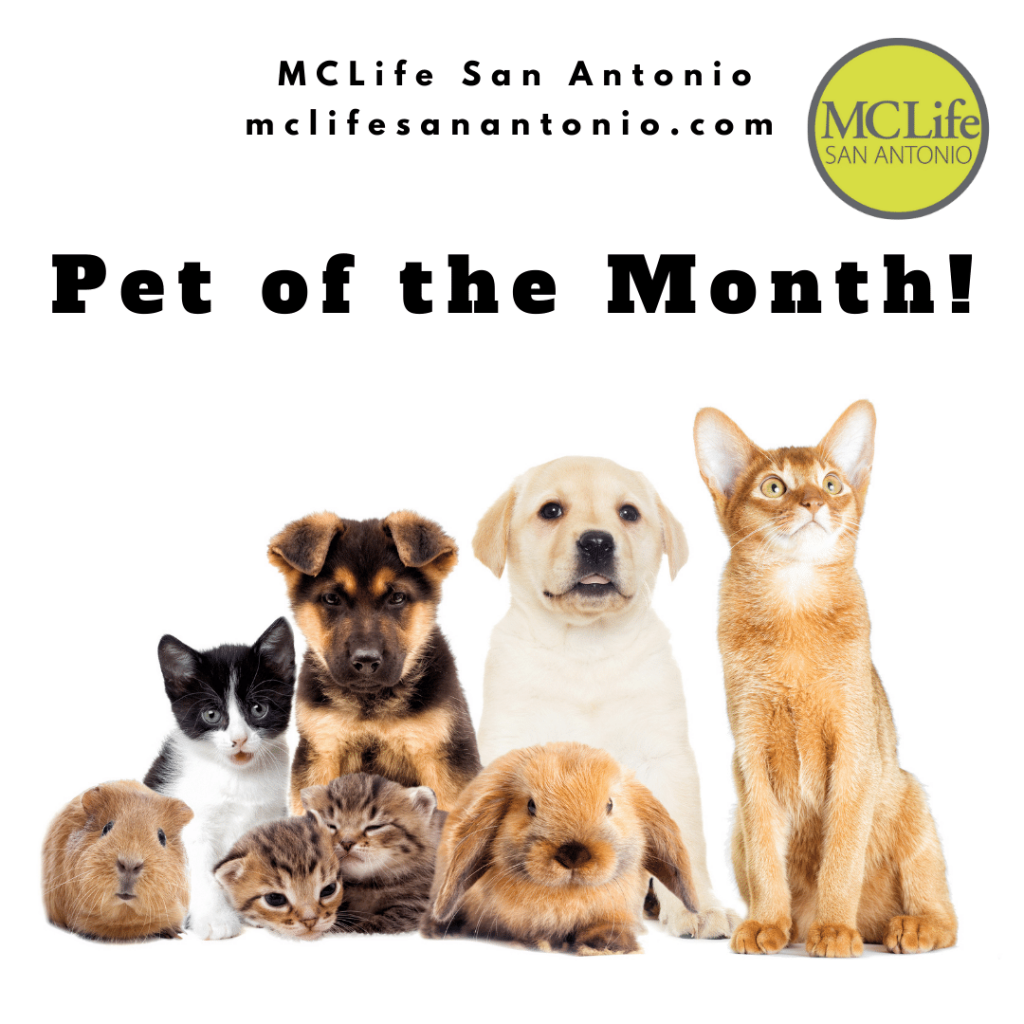 Image shows a group of pets to introduce MCLife San Antonio Pet of the Month. Text reads "Pet of the Month!"