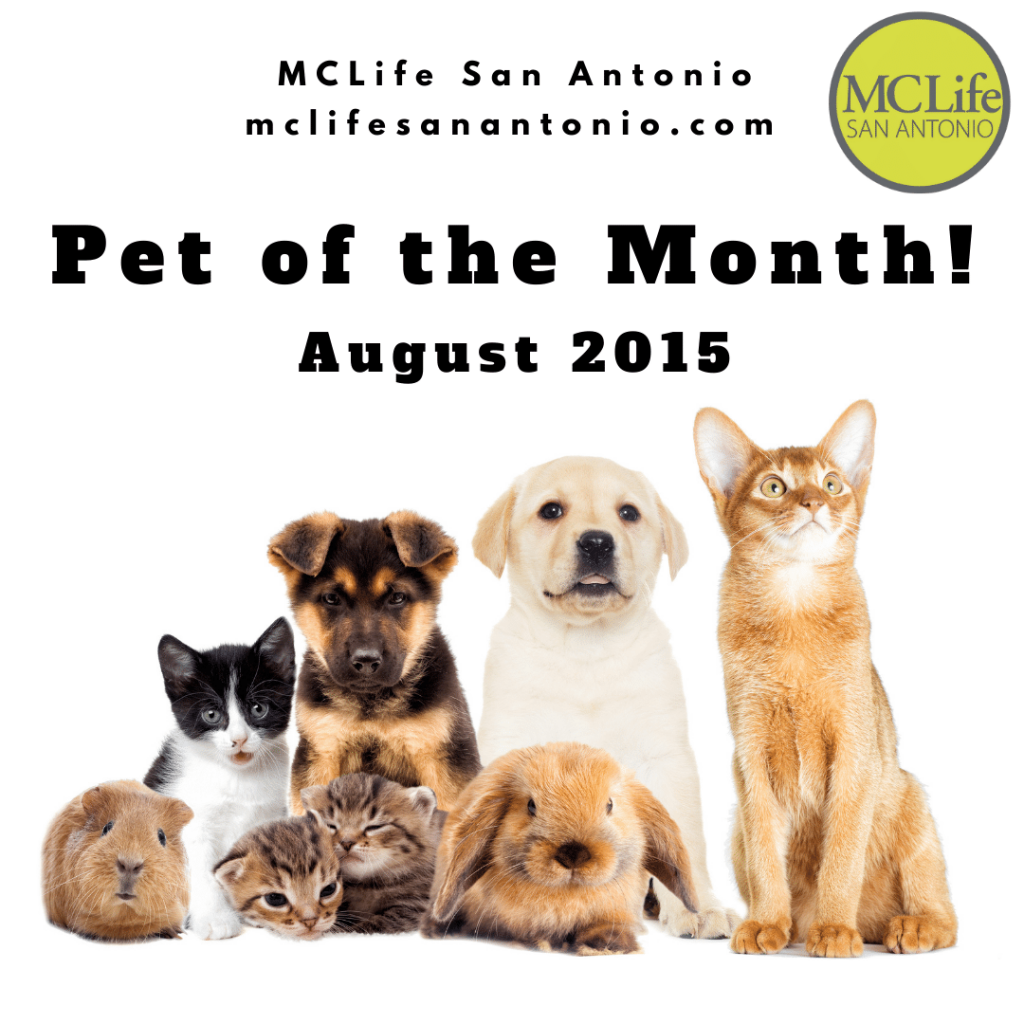 Image shows a group of pets. Text reads "Pet of the Month! August 2015"