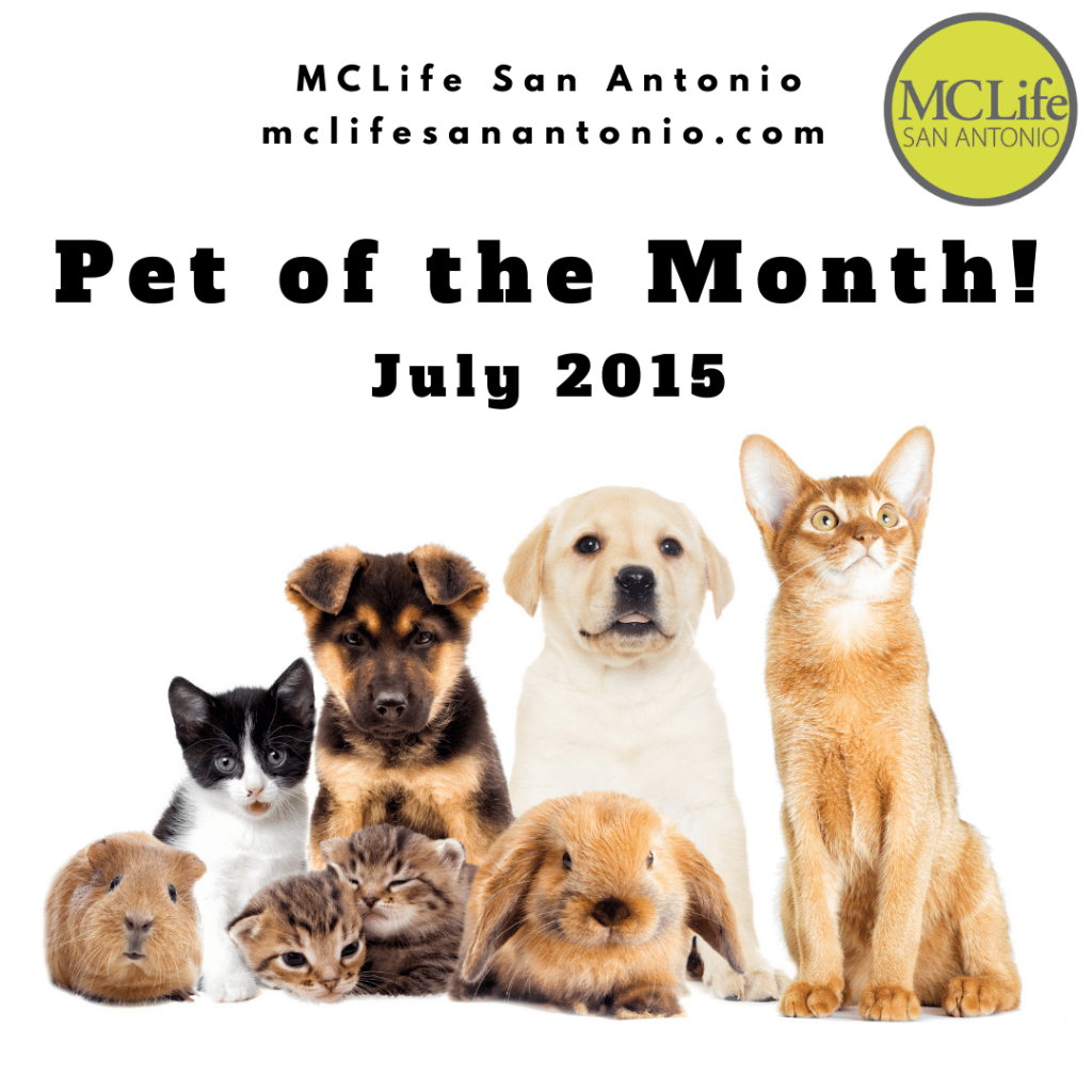 Image shows a group of pets to introduce MCLife San Antonio Pet of the Month. Text reads "Pet of the Month! July 2015"