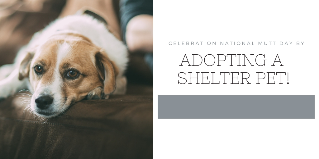 National Mutt Day (Dec 2nd) is a great opportunity to help out your local shelters here in San Antonio! The Holiday Season is a time where we try to be kind and help others less fortunate then us. It’s also a time for gift giving. Instead of buying a pet from a breeder, adopt! If you can't adopt you can donate to any of these great organizations here in San Antonio.