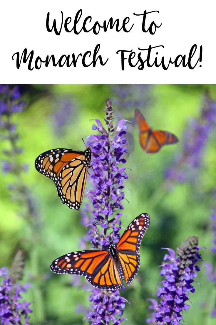 The San Antonio Zoo is hosting a 2-day Monarch Festival celebrating Monarch butterflies, their incredible migration, and everything about their species. Named the first Monarch Champion City by the National Wildlife Federation in 2017, San Antonio is a great supporter of these gorgeous creatures! 