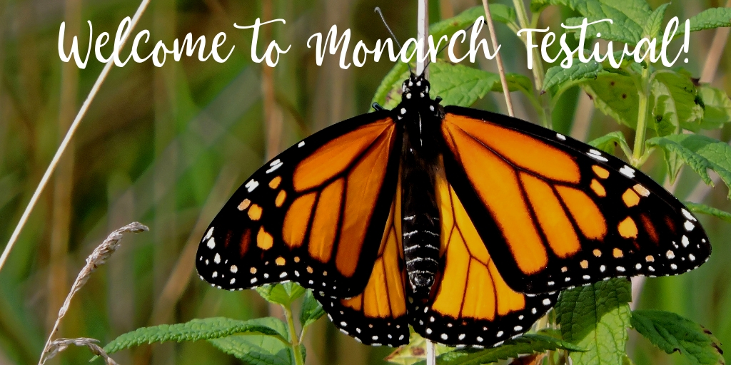 The San Antonio Zoo is hosting a 2-day Monarch Festival celebrating Monarch butterflies, their incredible migration, and everything about their species. Named the first Monarch Champion City by the National Wildlife Federation in 2017, San Antonio is a great supporter of these gorgeous creatures! 