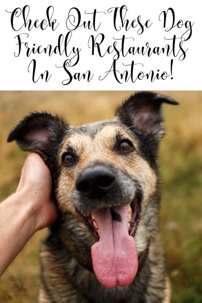 Check Out These Dog Friendly Restaurants In San Antonio! MCLife San