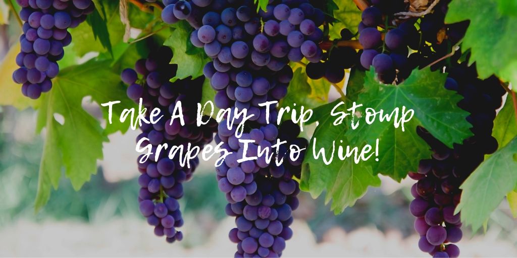 Have you ever wanted to stomp grapes into wine? Take a day trip to Fredricksburg and and help turn grapes into wine at Messina Hof's Harvest Festival. This is San Antonio living at its finest! You can actually stomp on the grapes, taste from the barrel, and learn about the winemaking process.