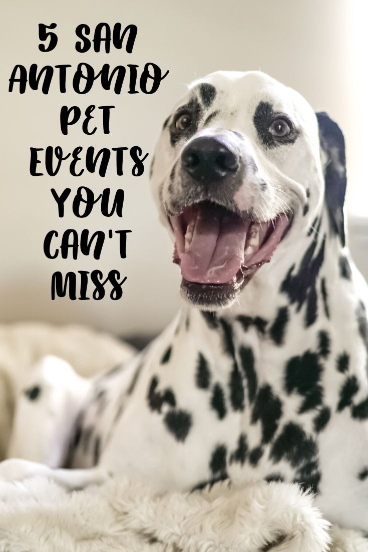 Today, we're focusing on a furry part of San Antonio living...San Antonio pet events! These awesome pet events in San Antonio are ones you won't want to miss. It's a great opportunity for you and your furry friend to get out there and explore this awesome place we call home.