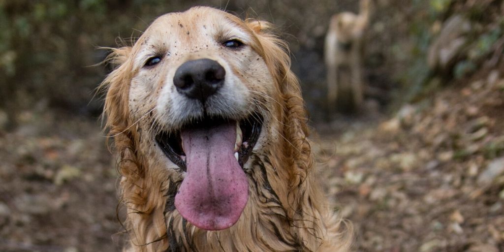 dog with tongue hanging out after a fun walk in the woods.