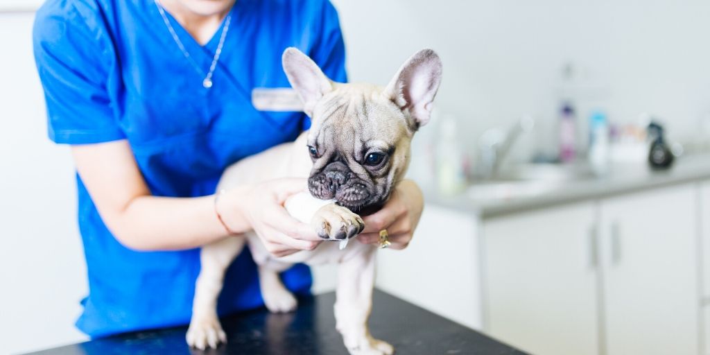 Vet care costs in San Antonio don't have to be overwhelming. You can plan ahead for vet care costs and make sure that they don't stand between you, your pet, and a healthy life! Here are some tips for planning and accommodating vet care costs in San Antonio and wherever you might call "home".  