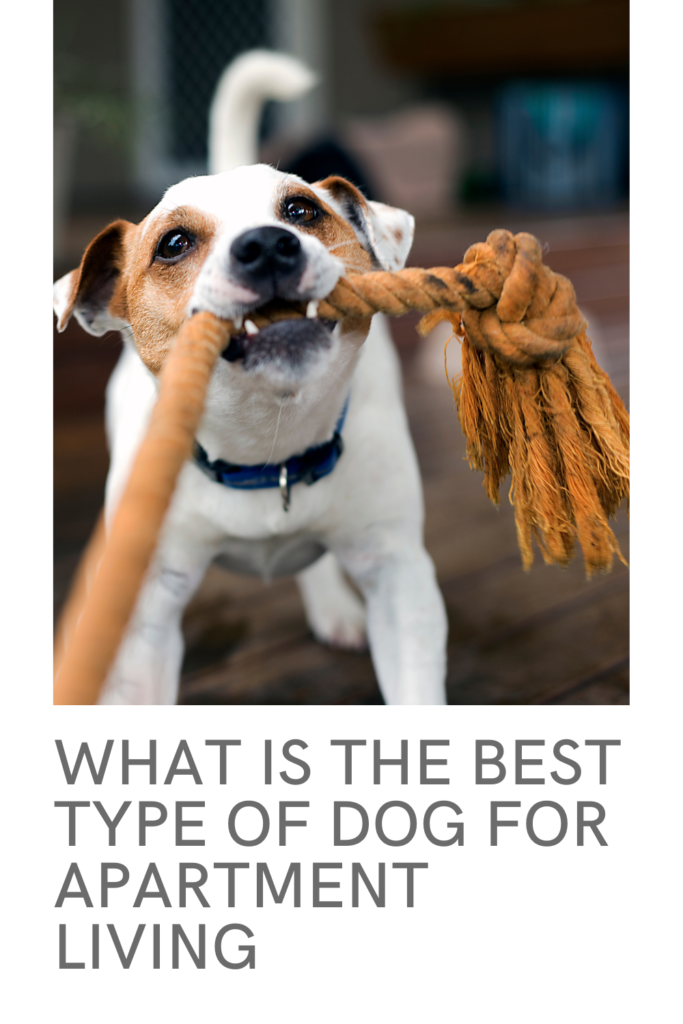 What is the Best Type of Dog for Apartment Living? MCLife San Antonio