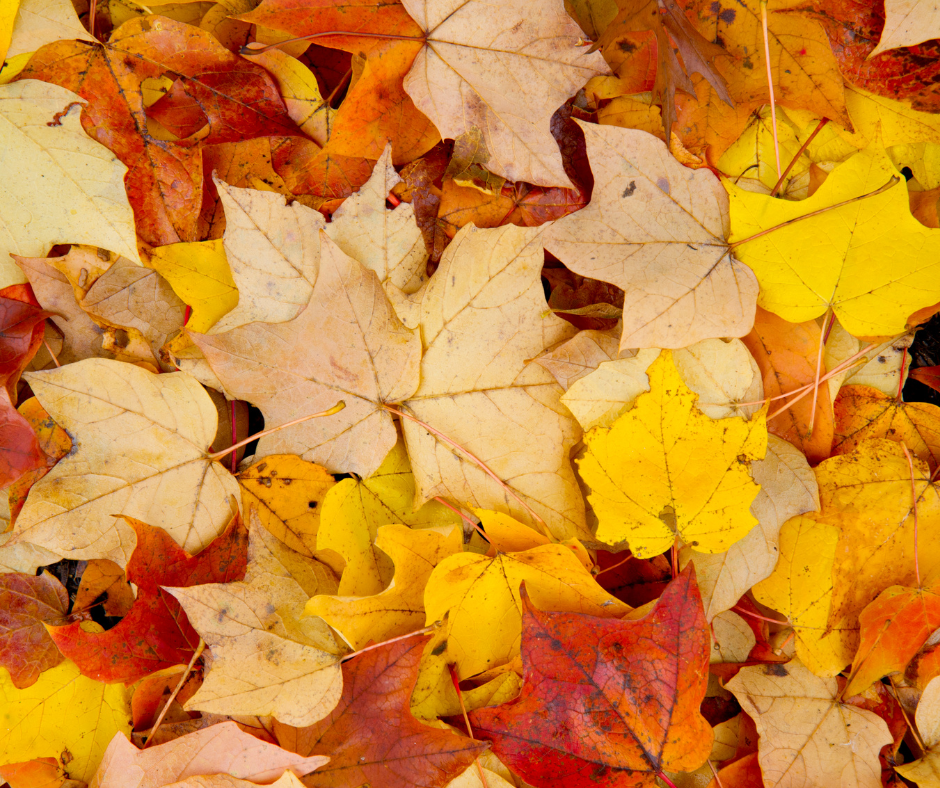 close up of some fall leaves.