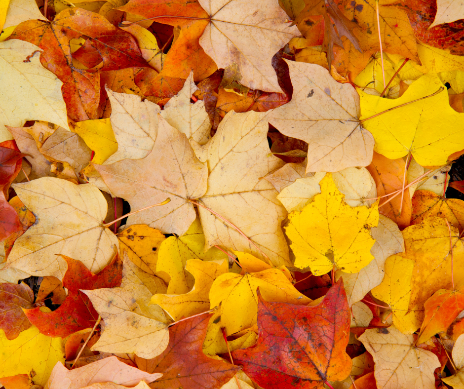 close up of some fall leaves. 